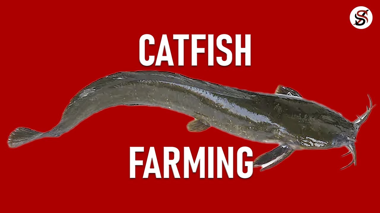 Catfish Farming in Nigeria (+ Free Practical Training on Our Farm).
