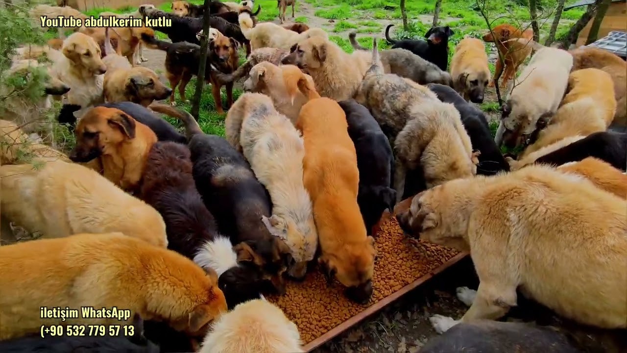 LÜTFEN ÇOK ACİL YETİŞKİN KÖPEK MAMASI.