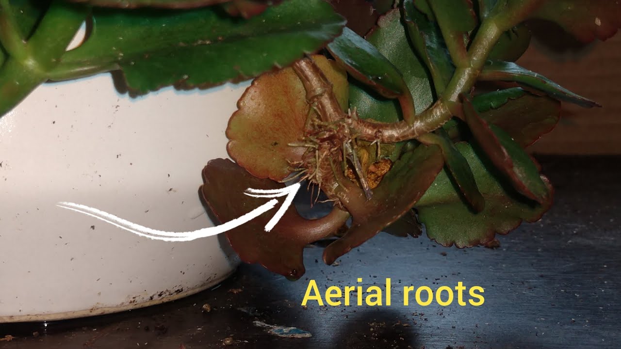 Aerial roots! What you NEED to know