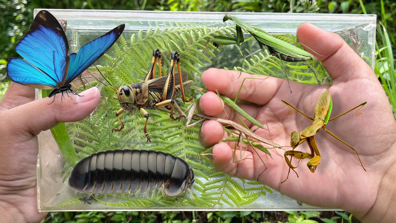 Hunting insect and Praying Mantis in the Wild