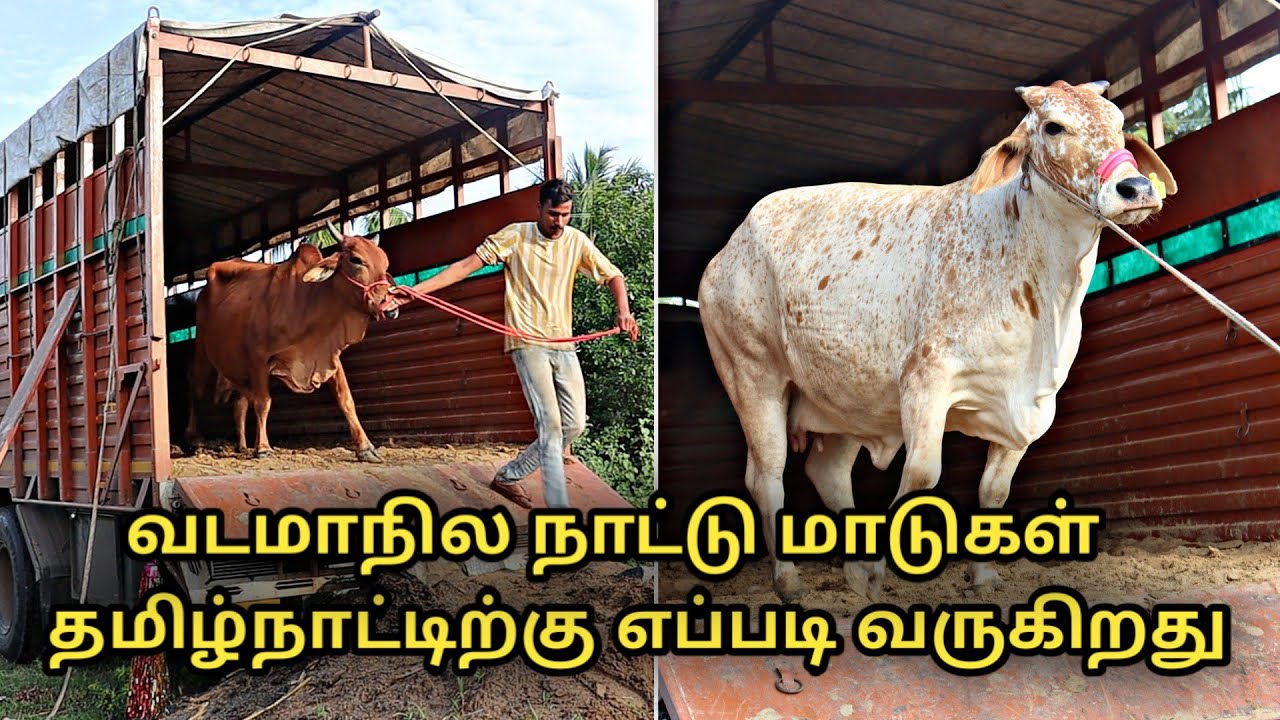 வடமாநில நாட்டு மாடுகள் தமிழ்நாட்டிற்கு எப்படி வருகிறது || country cow safe transportation in tamil