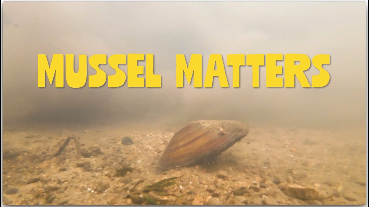 Mussel Matters