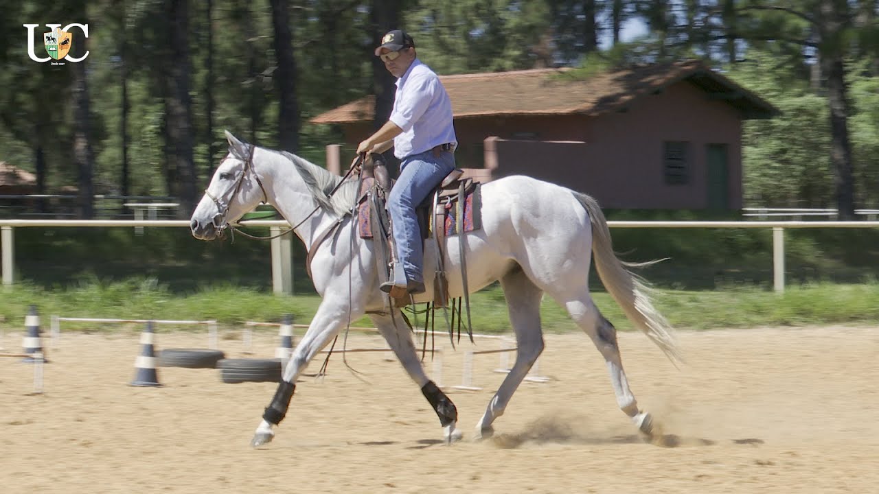 TV UC - A autossustentação do cavalo