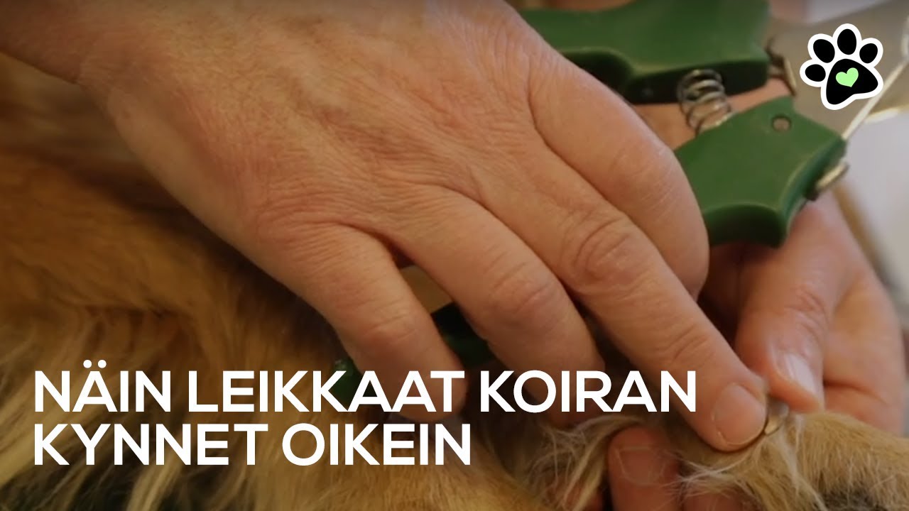 Leikkaa koiran kynnet oikein | Koiran kynsien leikkaus | TassuApu
