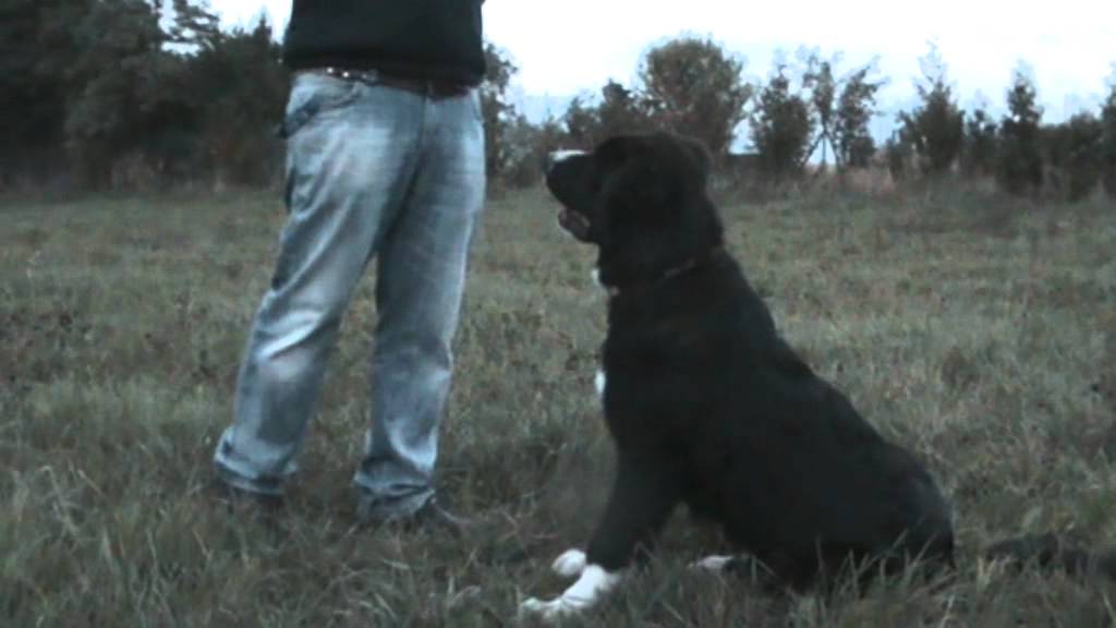 Bruno, Romanian Raven Shepherd, about 6 months old.