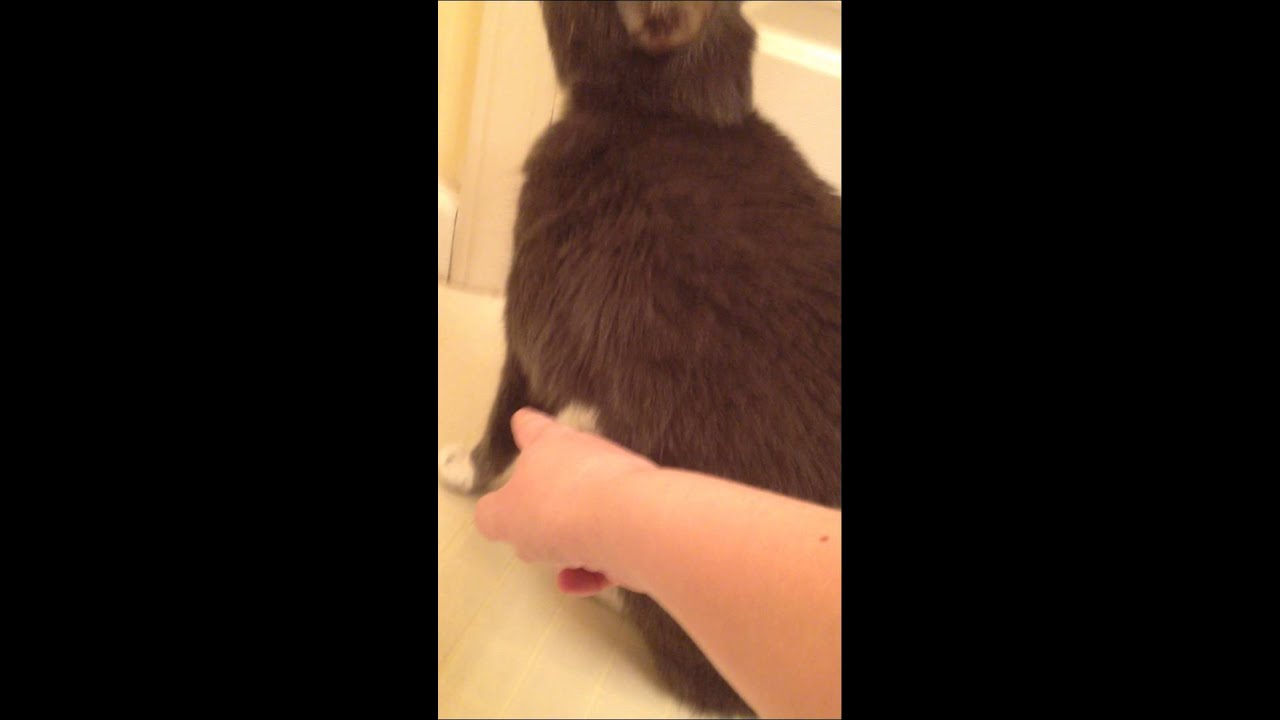 Subcutaneous emphysema in cat