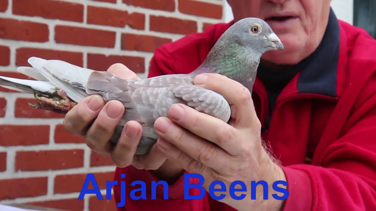 ARJAN BEENS PIGEONS NATIONAL WINNERS