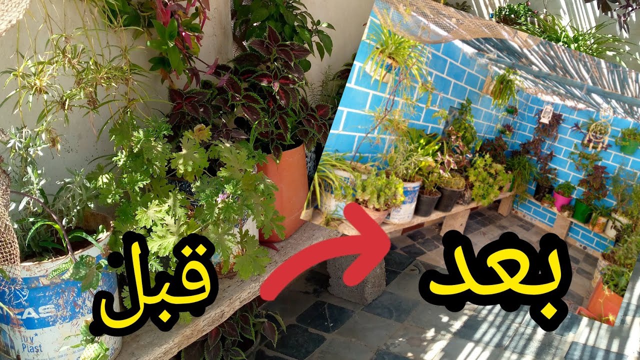 تحويل سطح المنزل إلى حديقة جميلة❤️😍🌷