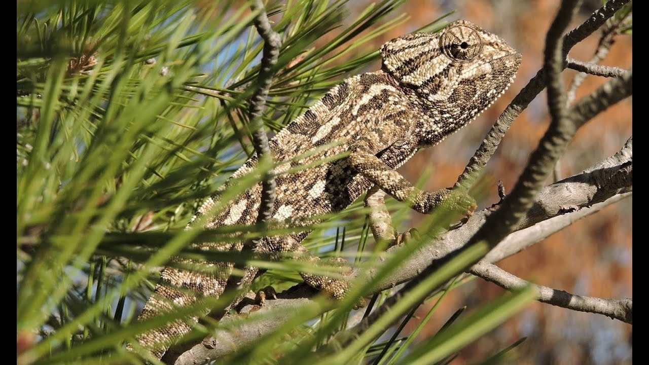 Herping Malaga, December 2024