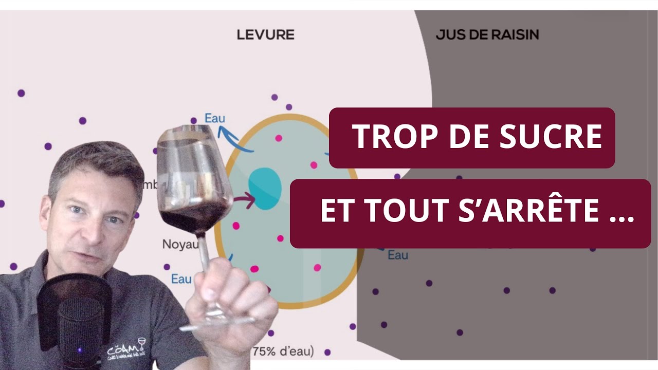 Comprendre le mystère des vins doux : l’osmose de la levure expliquée simplement !