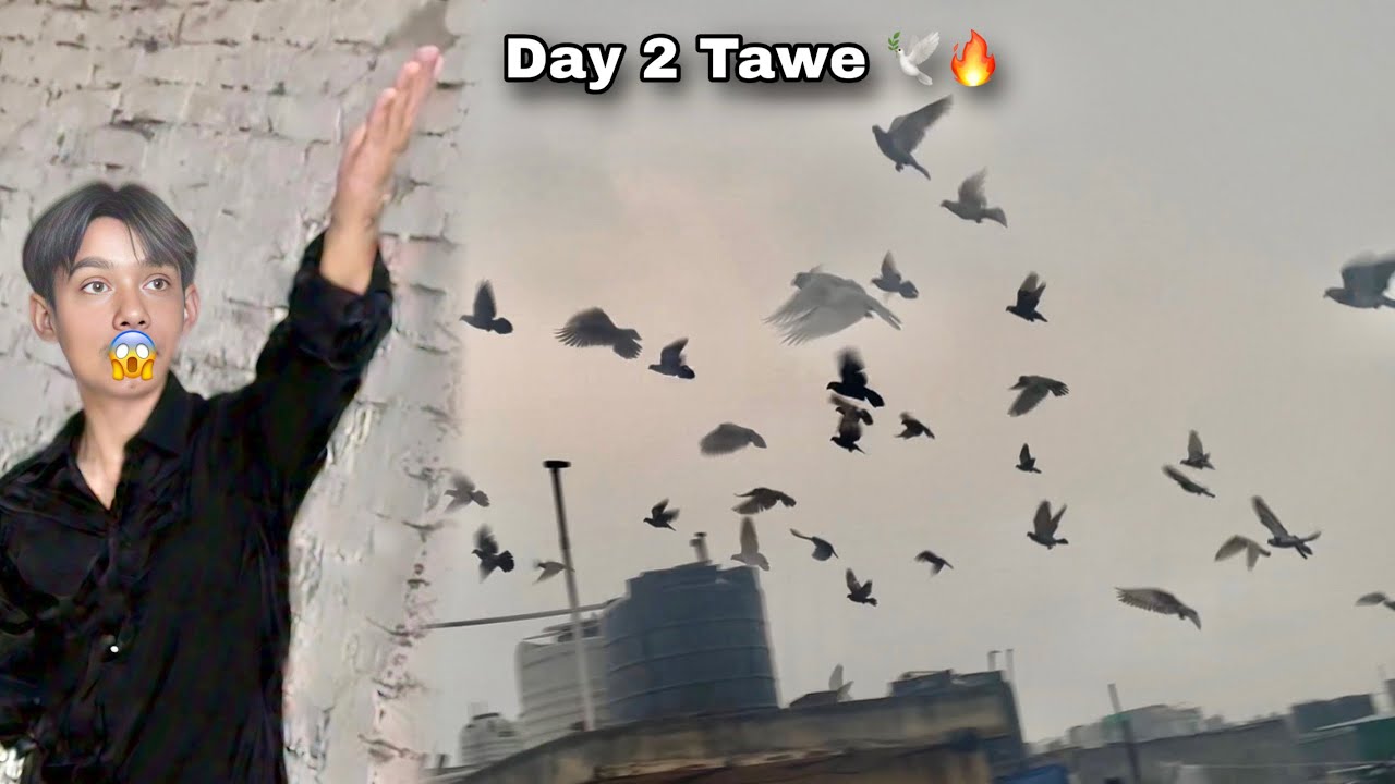 New Kabutro Ka Day 2 Tawo Ka 🔥🕊️Ye Kiya Hua 