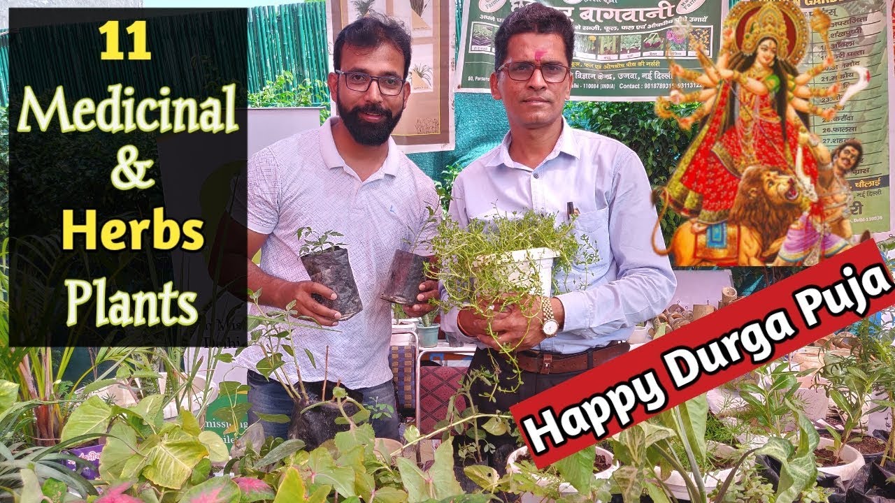 11 Most Powerful Medicinal & Herbs Plants in India