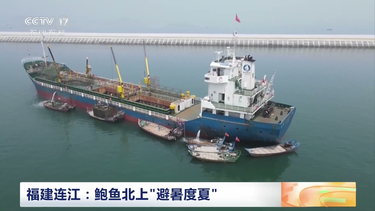[中国三农报道]福建连江：鲍鱼北上&ldquo;避暑度夏&rdquo;|农业致富经 Agriculture And Farming
