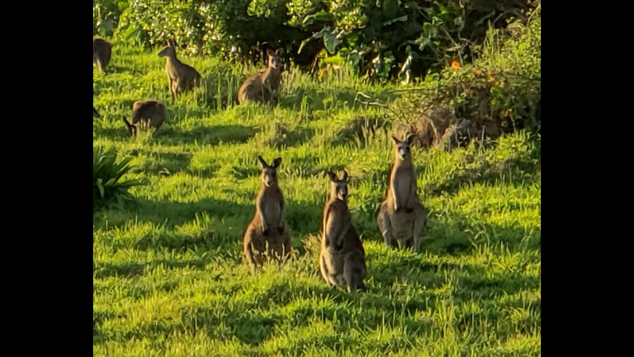 Encounters With Kangaroos