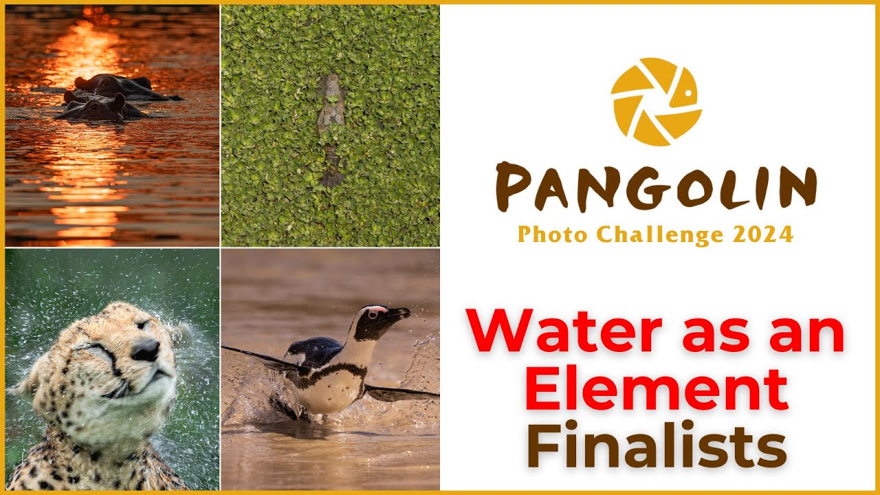 Water as an Element Wildlife Photography Contest
