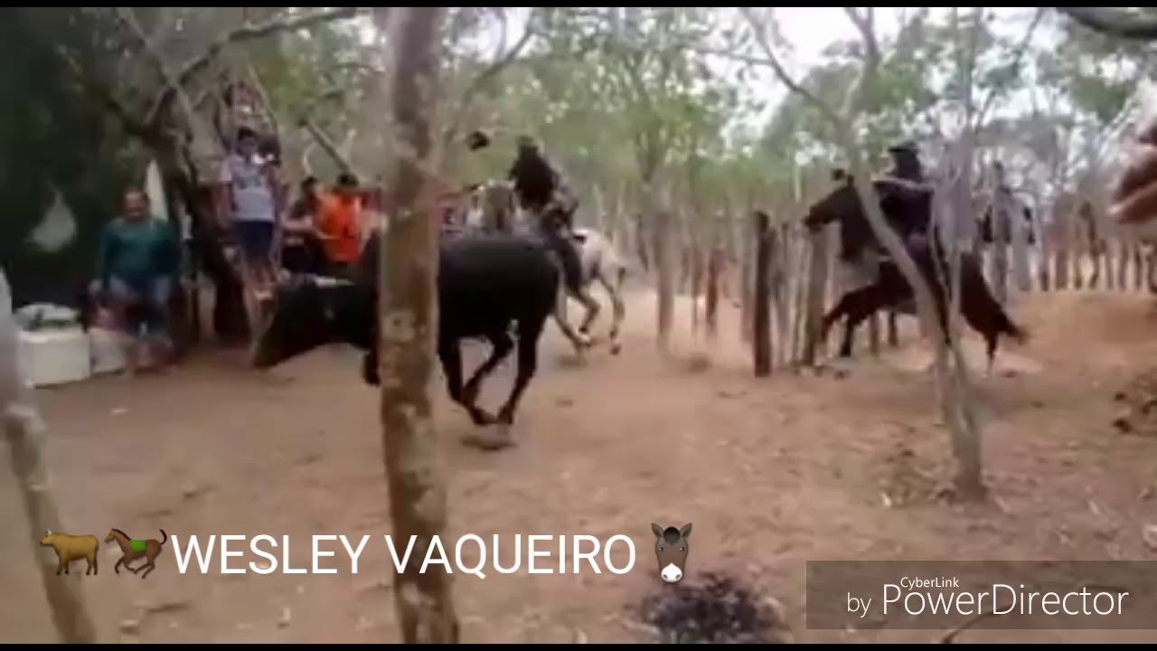 Vaqueiro bom e vaqueiro ruim toada de alan zoa