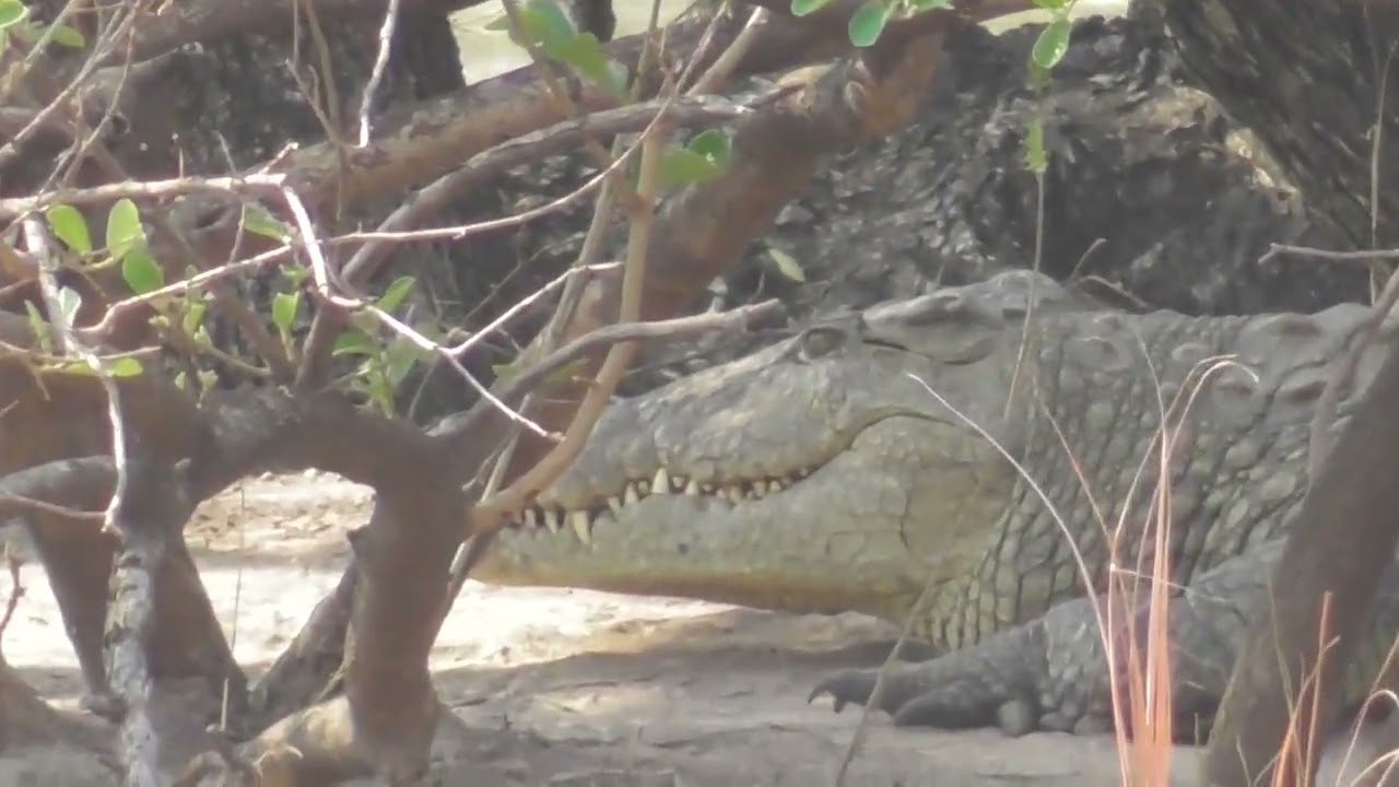 large croc, Lufupa river, Kafue np.