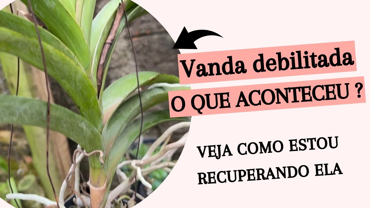 O QUE ACONTECEU COM ESSA ORQUÍDEA VANDA DEIXOU ELA FEIA🥹 Estou recuperando VEJAM