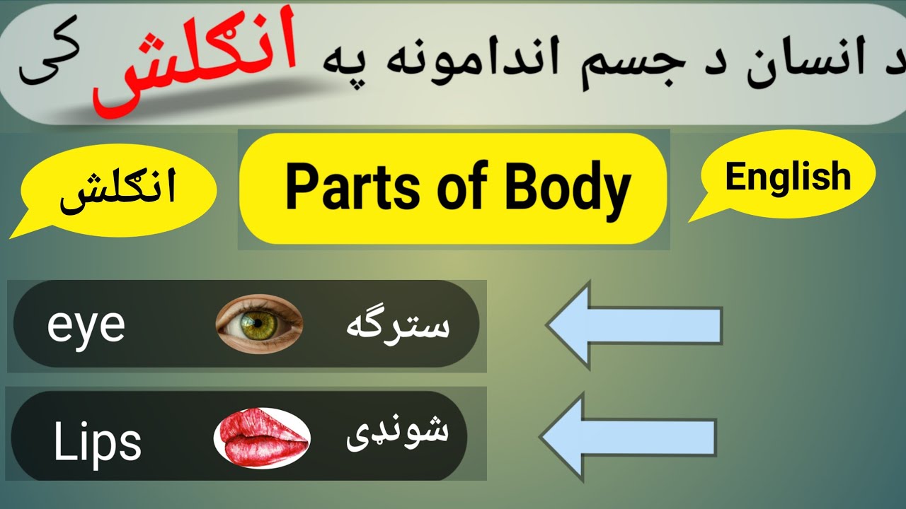 Parts of Body In Pashto| Body Parts English to Pashto.