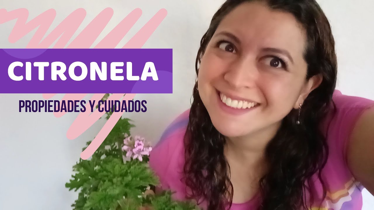 Citronela o geranio limón: beneficios, cuidados y reproducción de la planta antimosquitos