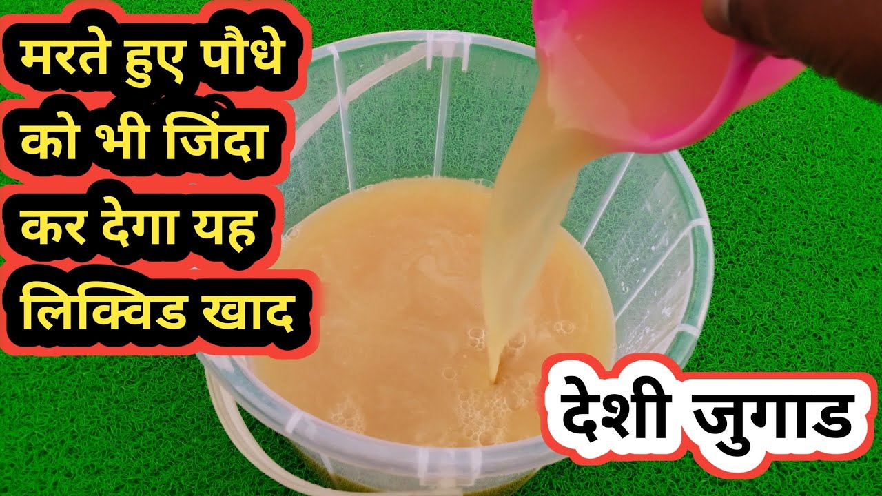 मरते हुए पौधे को भी जिंदा कर देगा यह स्पेशल लिक्विड खाद/Organic Liquid Fertilizer/Best Gardening