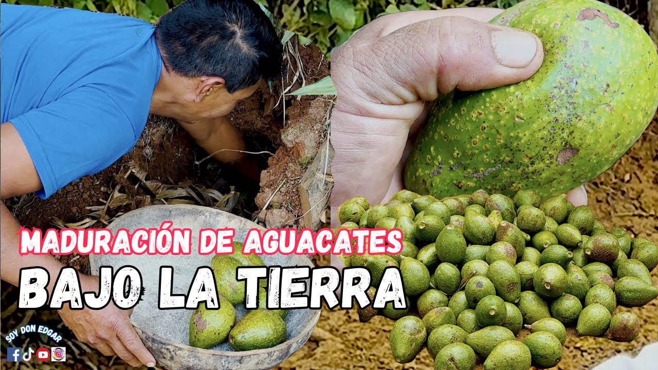 Madurando aguacates en la tierra | Soy Don Edgar