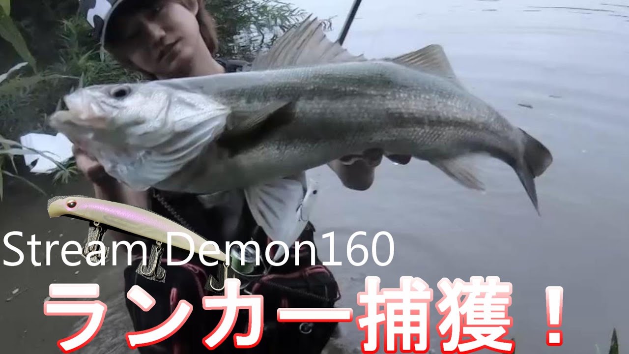 ストリームデーモンでランカーリバーシーバス捕獲！！
