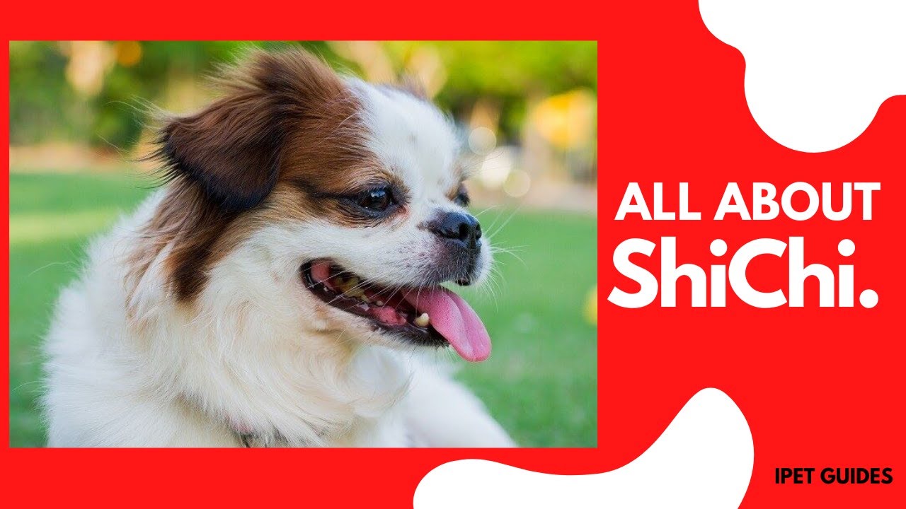 Shih Tzu Chihuahua Mix (ShiChi):Everything About The Designer Toy Breed