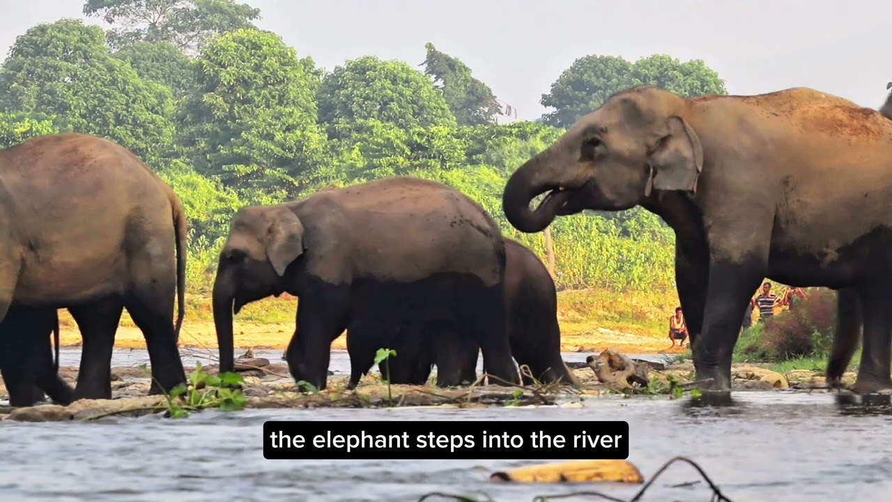 Elephant crossing river with their babies🐘#like