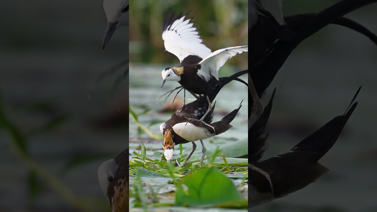 Jacana Bird Couple