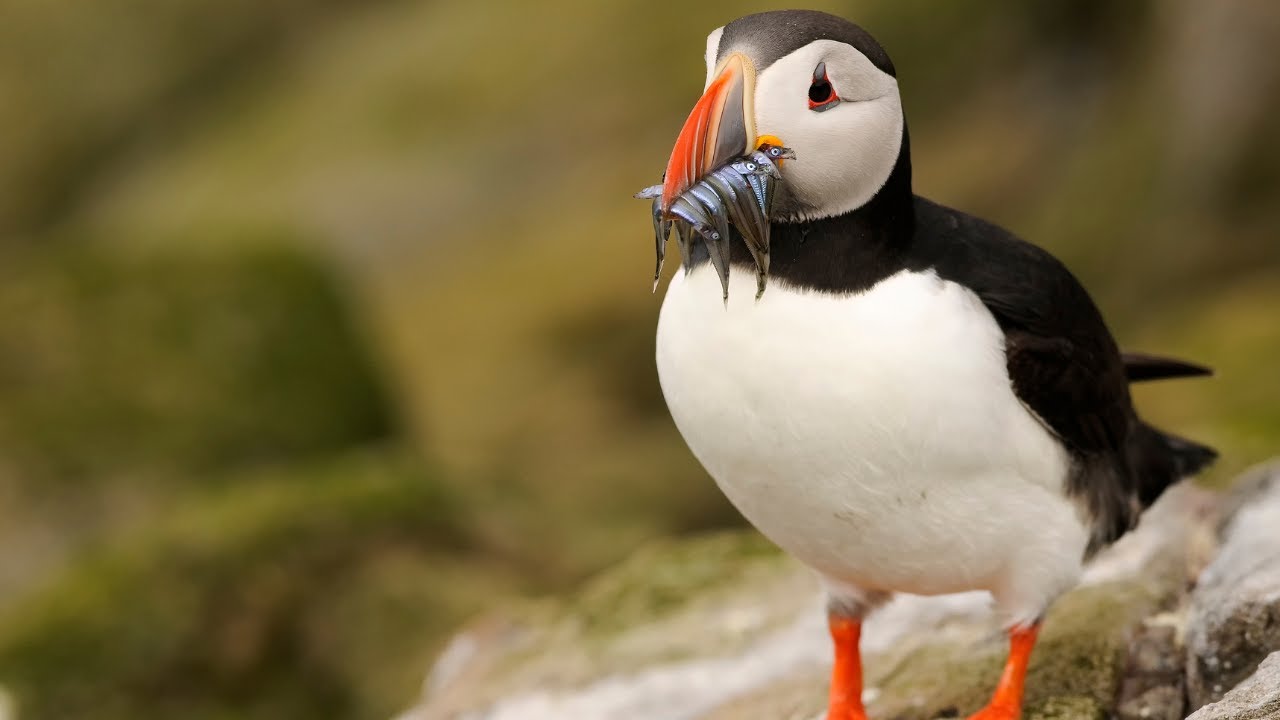 Puffins | The Life Journey | Puffin Island
