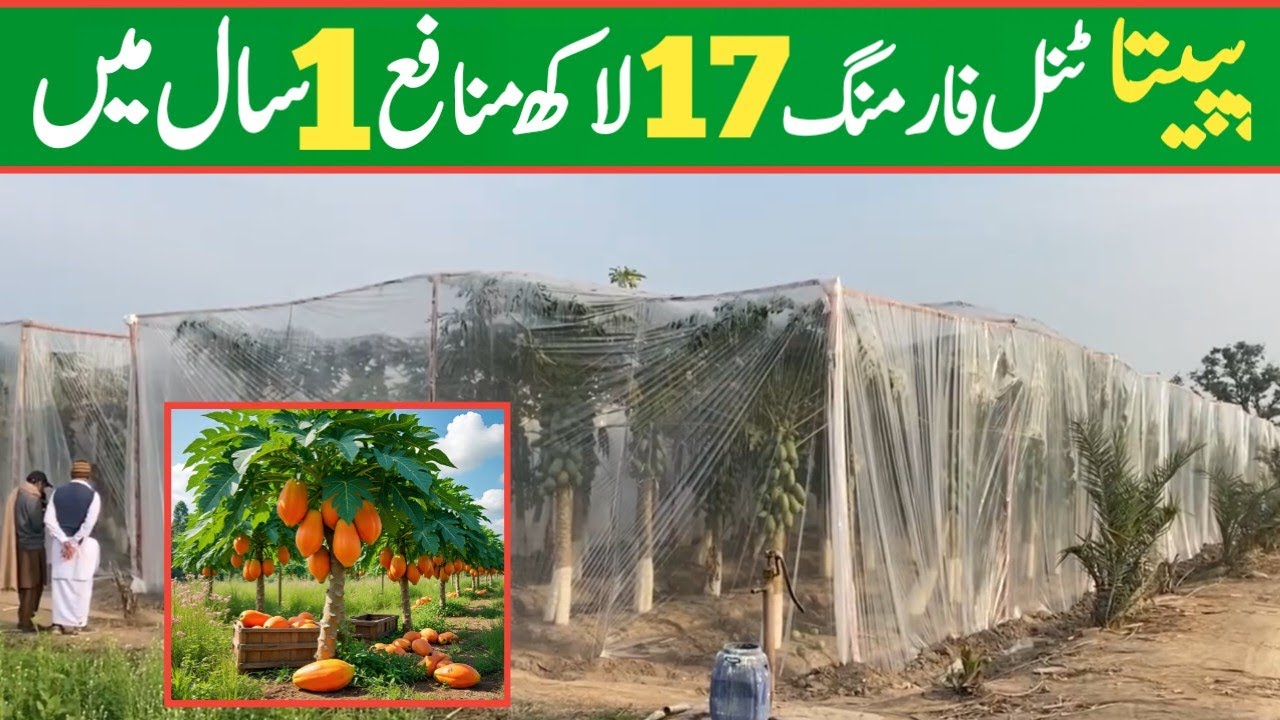 papaya farming in tunnel Pakistan  | new business idea in profitable farming |modern papaya farming 