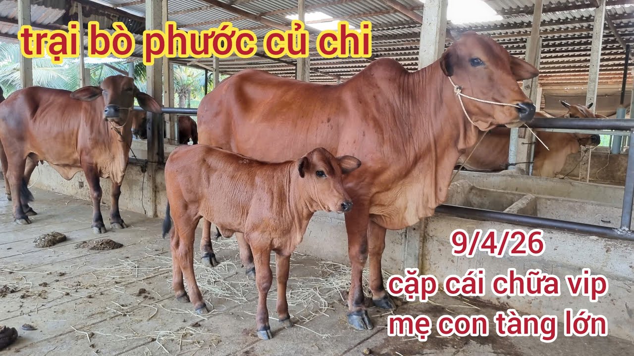 9/4/26: c&aacute;i chữa 3b mẫu đẹp: 46, mẹ con t&agrave;ng vip; 49,5..lh phước: 0366407679