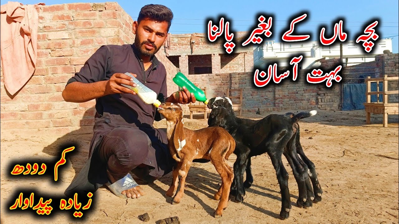How To Care Baby Goat In Winter || Goat Farming in Pakistan|| Goat Bay Kids