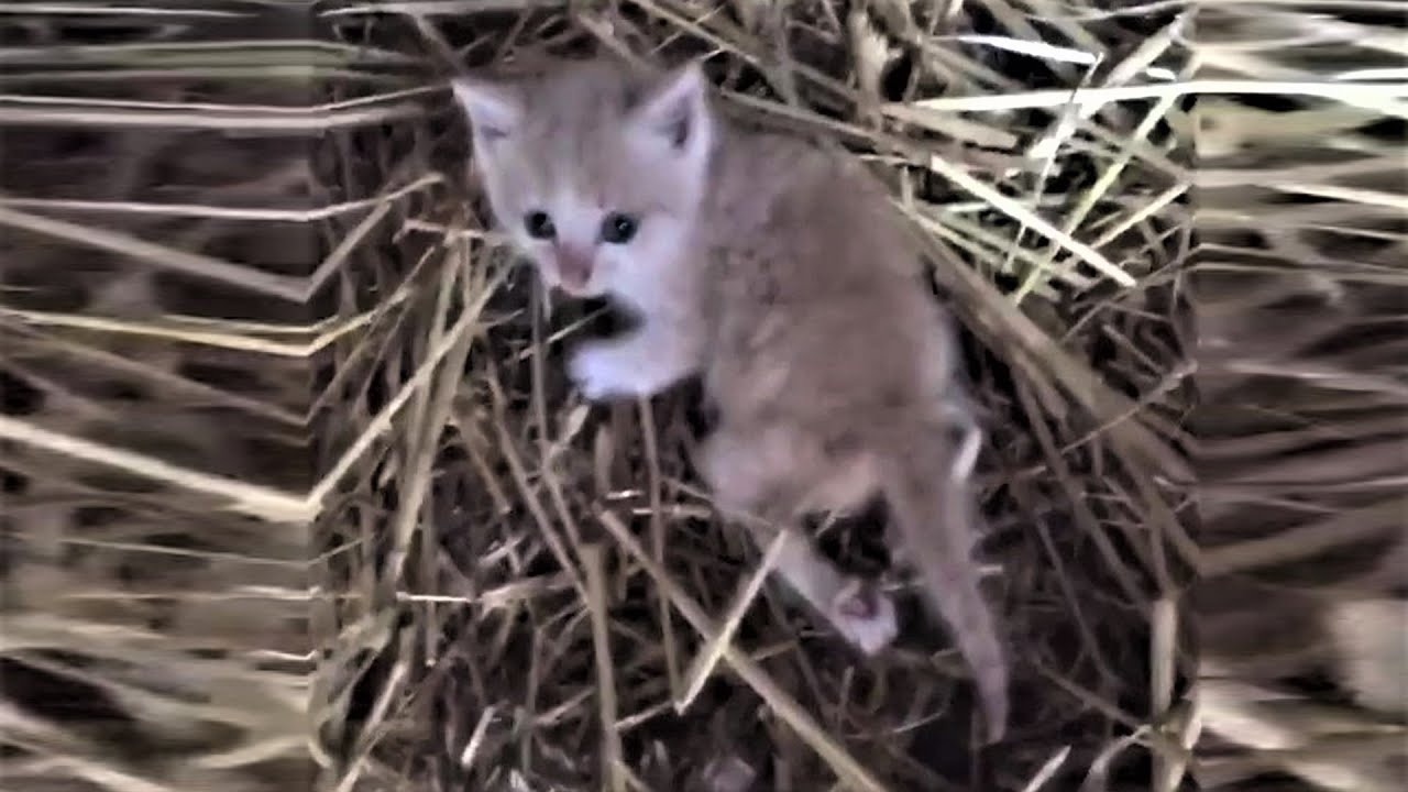 A tiny kitten was found crawling to move who won't stop zooming after got rescued
