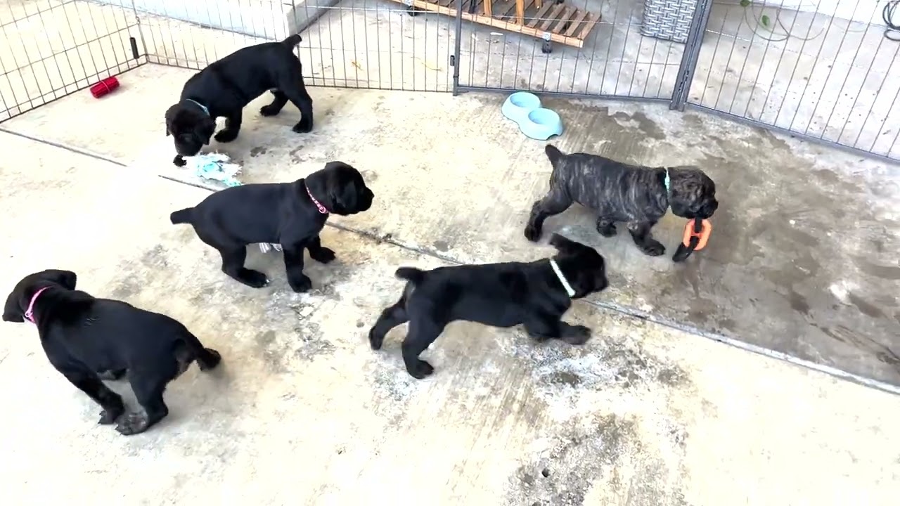 talking about puppy personalities - 6 week old cane corso puppies