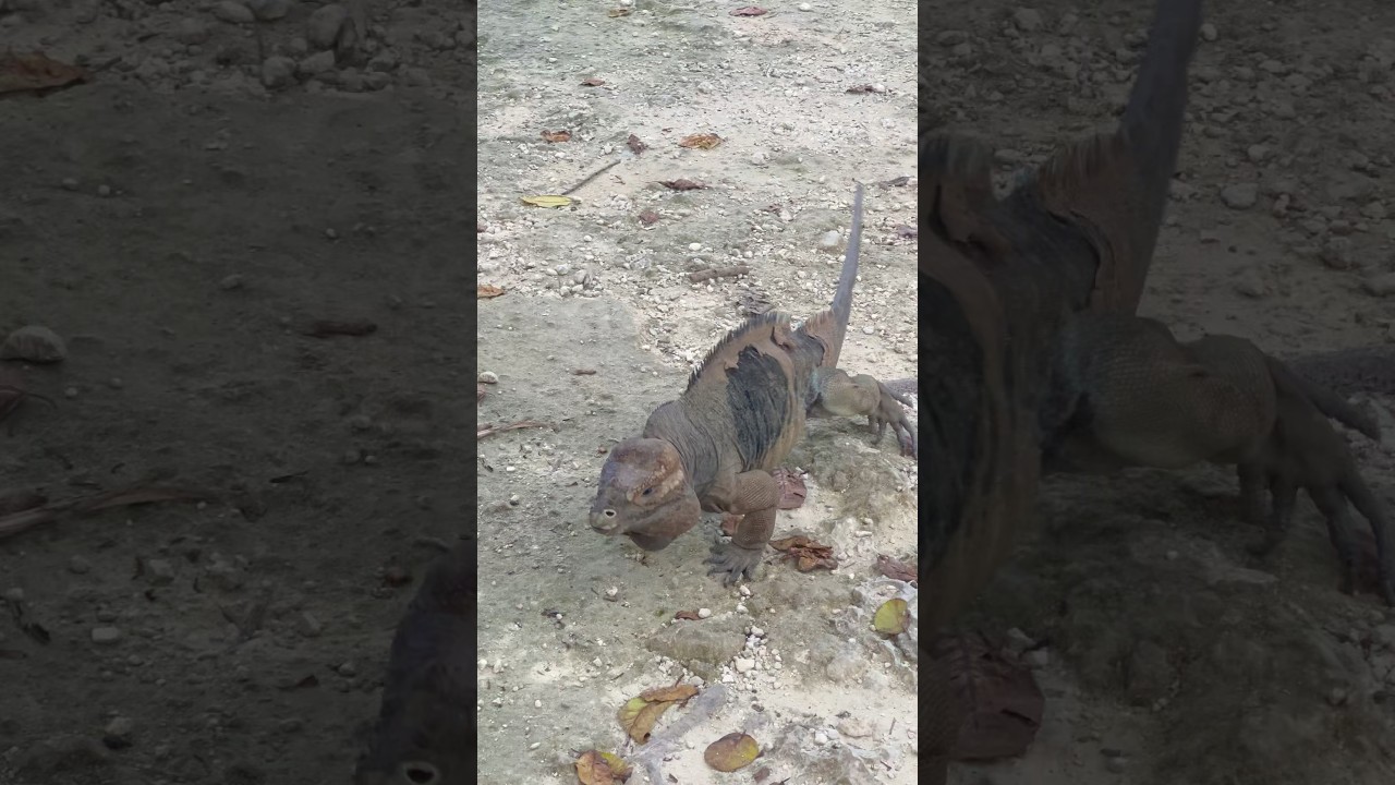 Scared? #wildlife #wildlifephotography #aruba #giantlizard