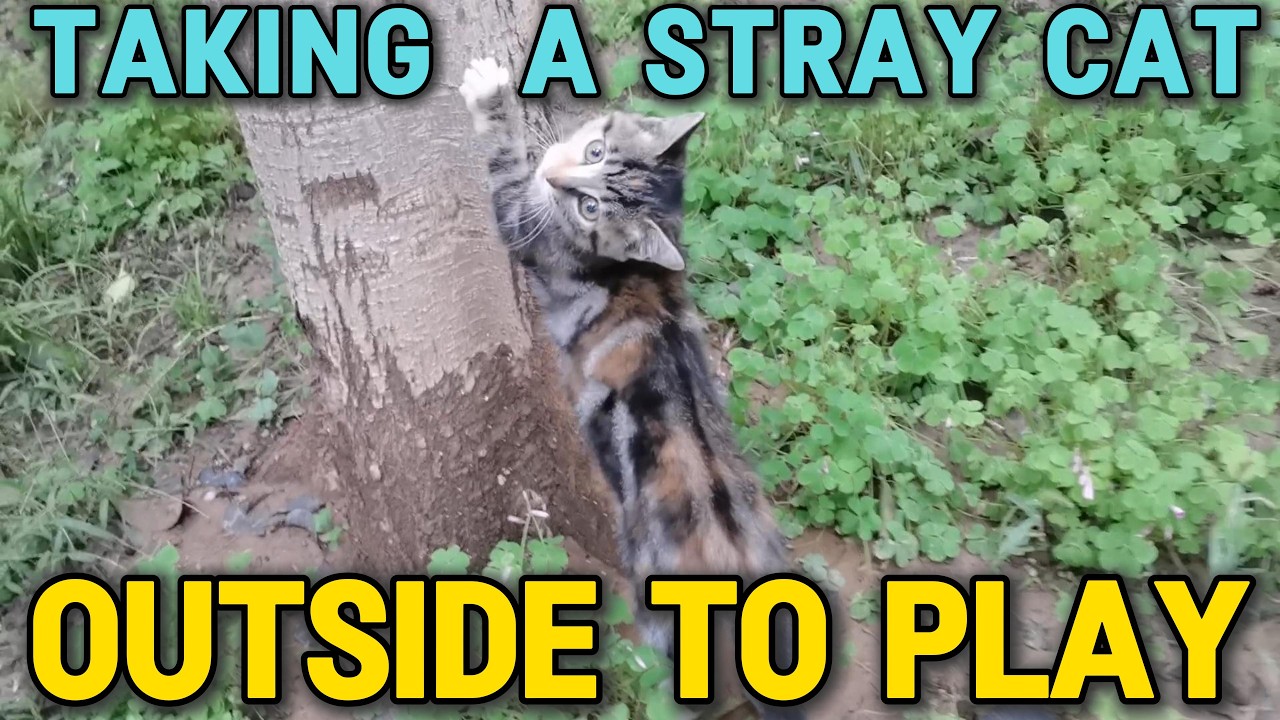 Letting Rescued Stray Cats Explore and Play Outside 🐾