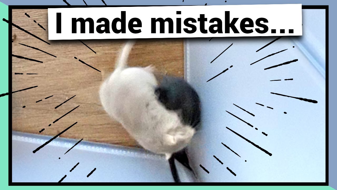 What I learned from my first time bonding gerbils