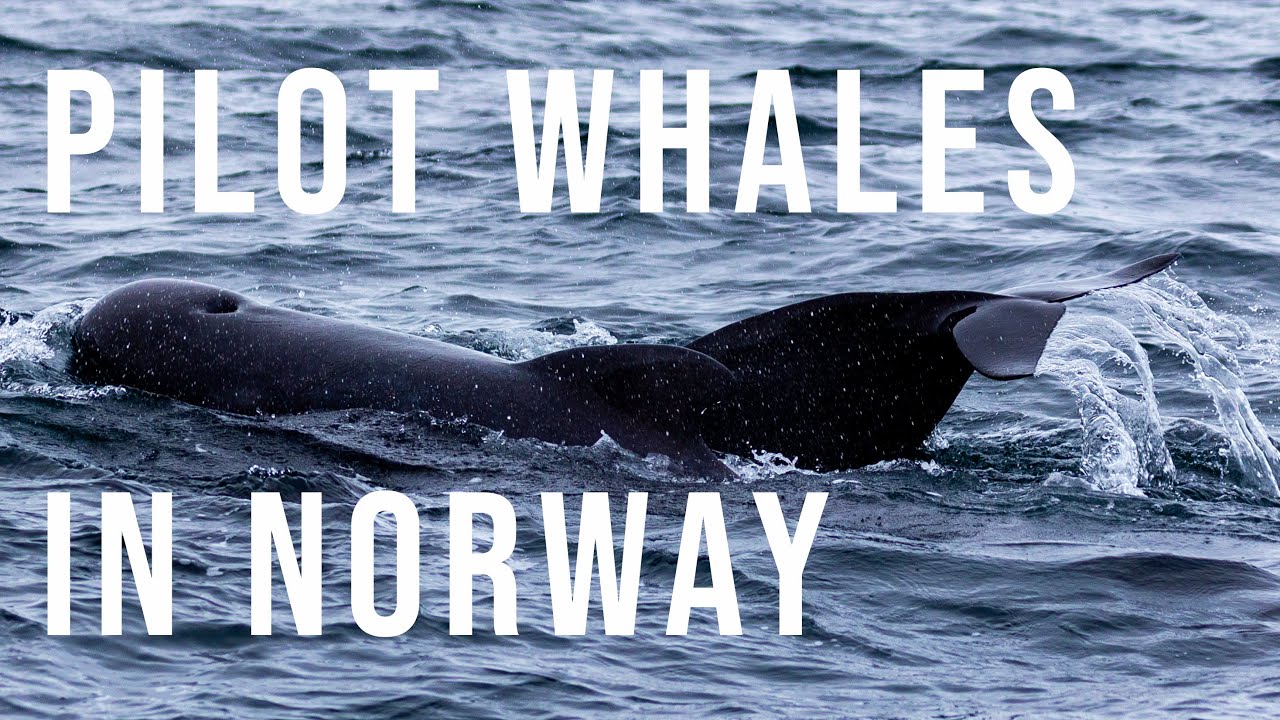 Whales in Norway (Andenes, Vesterålen) | EP. 15