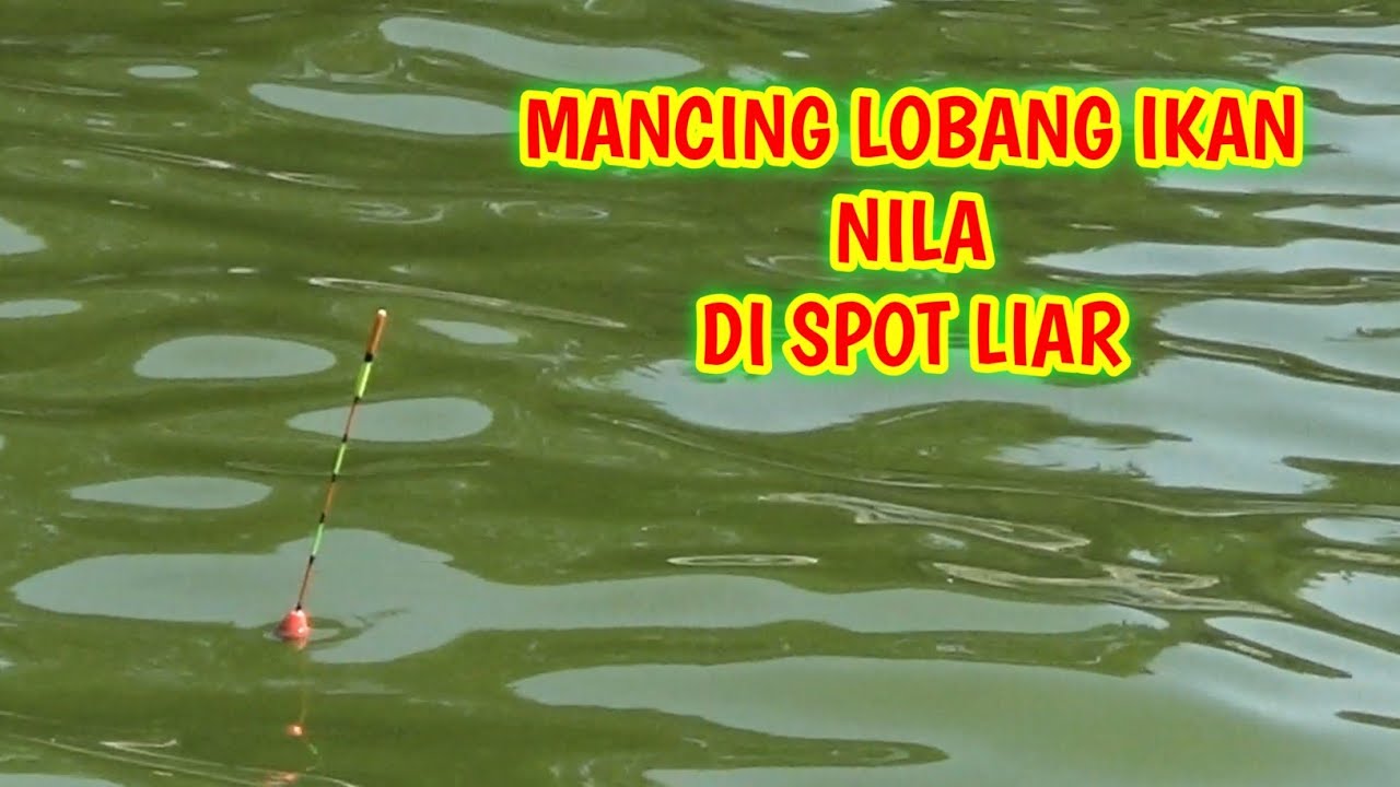 MANCING NILA LOBANG DI SPOT LIAR #seturawakalong #mancing #mancinglobangikannila