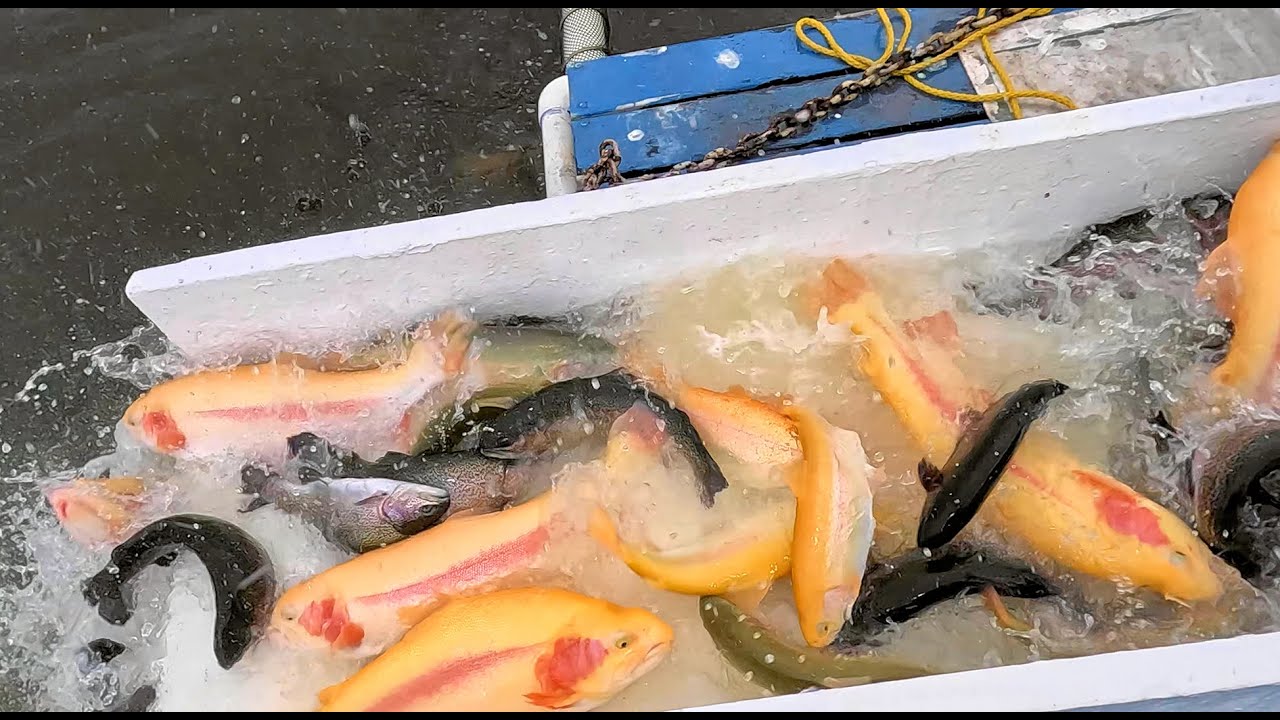 4/17/25 MASSIVE STOCKING OF BIG LIGHTNING TROUT, THUNDER TROUT & SIERRABOWS AT SANTA ANA RIVER LAKES
