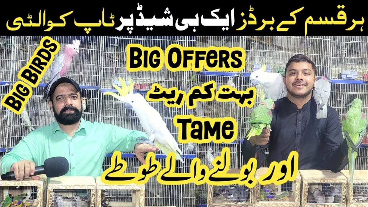 Hafiz breeding setup | Big birds and big offers 