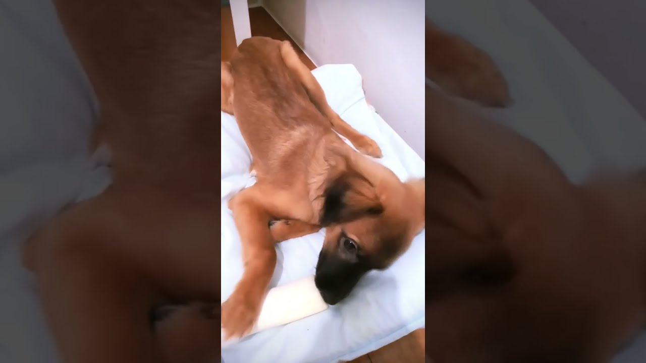 Pensa num Osso Gostoso pra Cachorro Caramelo