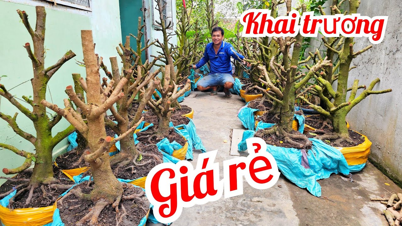 A Tí 📲 O979427OO3 khai trương lô mai vàng vườn chuẩn bonsai giá rẻ 28/2 Chợ Gạo (@MaiVàngQuêDừa)
