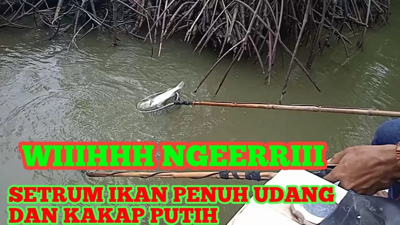 Setrum Ikan Dispot Udang Dan Kakap