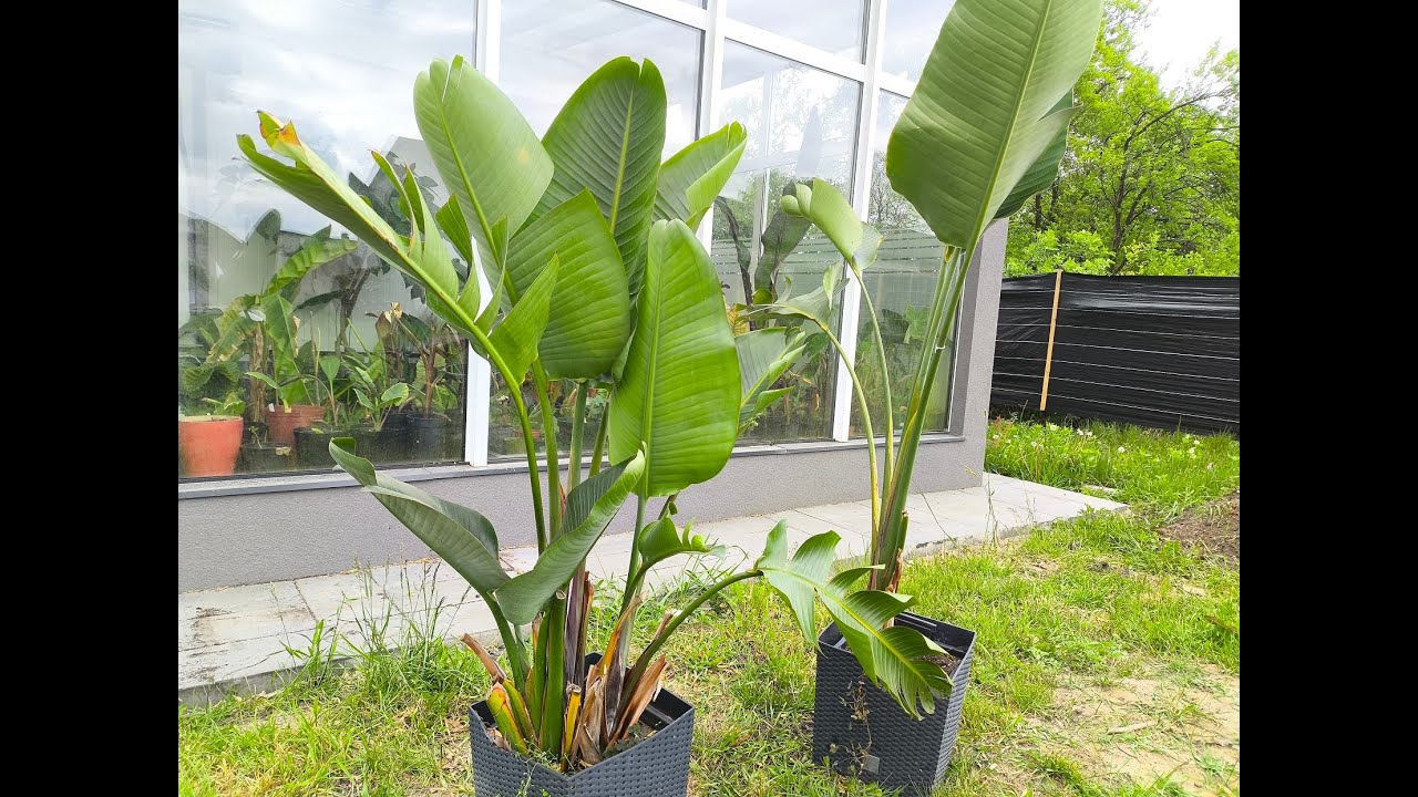 Przesadzanie  Strelicji  Krok Po Kroku ? Poradnik Dla Poczatkujących