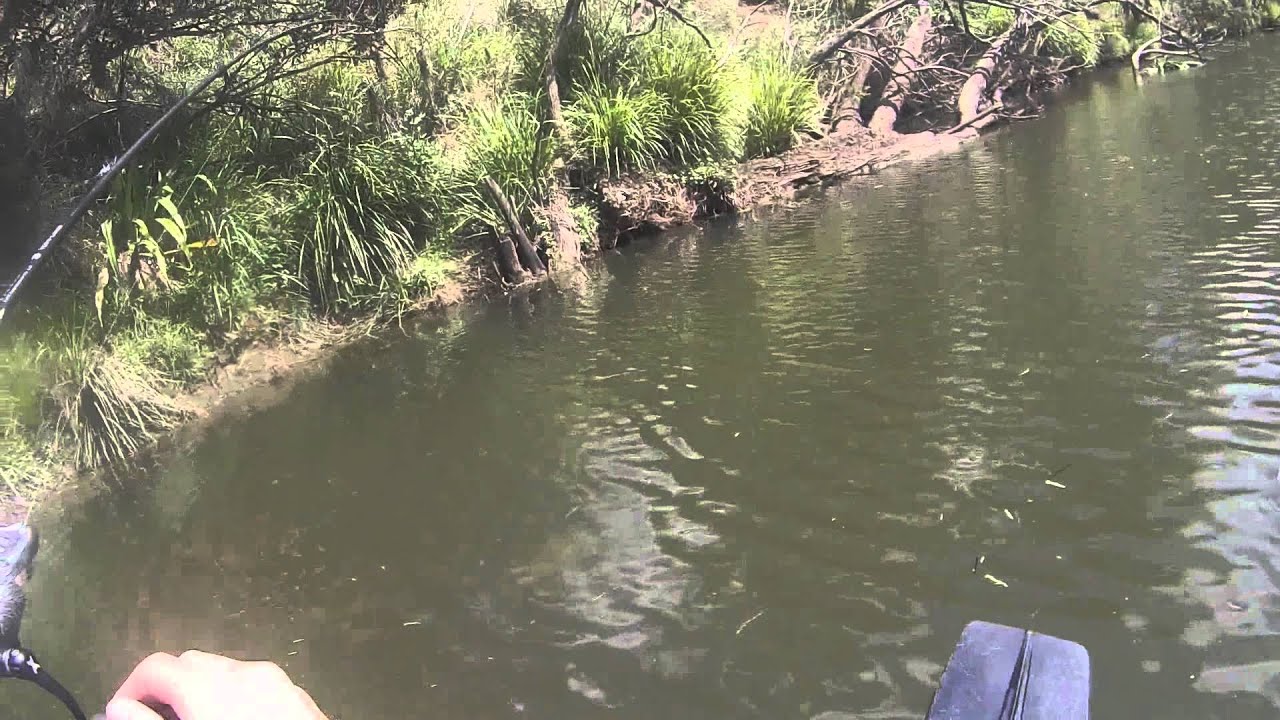Australian Bass | Zerek Live Flash Minnow