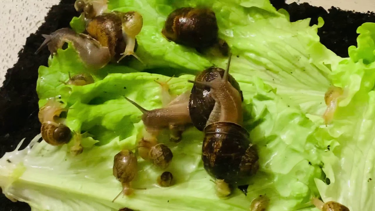 Chiocciole allevate a casa