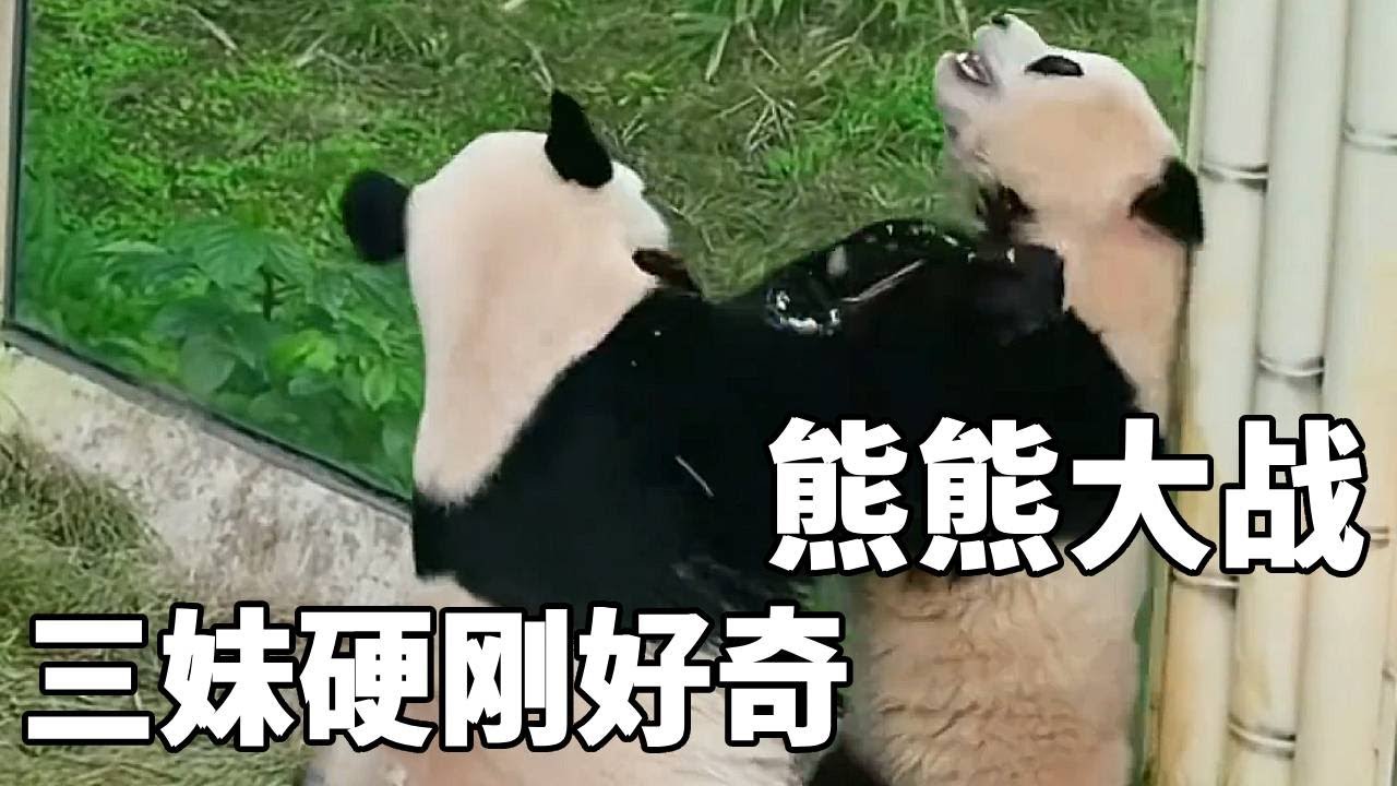 古灵精怪的三妹又成长了，不仅现在敢当面抢吃的，还和好奇上演熊熊拳击赛！【你好大熊猫】